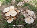 Cyclocybe cylindracea-amf1439-1